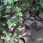 Pelargonium gibbosum ശീലം