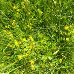 Trifolium patens Habitus