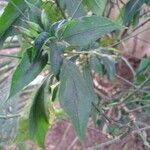 Ruellia brevifolia Leaf