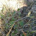 Ceanothus cordulatus Ліст