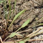 Baldellia ranunculoides Foglia