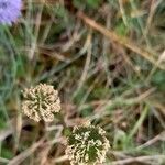 Globularia bisnagarica Frutto