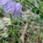 Campanula bononiensis 花