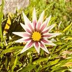 Gazania rigensFiore