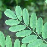 Indigofera galegoides Yaprak