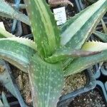 Aloe microstigma Leaf