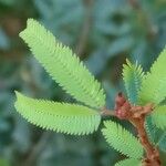 Calliandra selloi Foglia