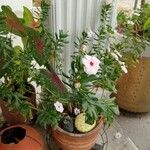 Catharanthus coriaceus 花