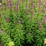 Veronicastrum sibiricum 整株植物