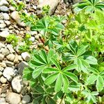 Alchemilla plicata Habitat