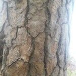 Pinus echinata Corteza