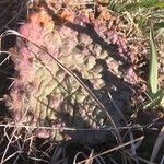 Opuntia macrorhiza List