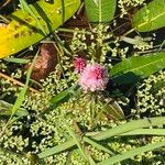 Persicaria amphibia Çiçek