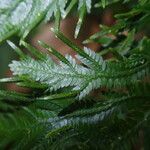 Selaginella versicolor Blatt