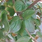 Cornus kousa Blatt