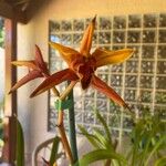 Cymbidium devonianum Cvet
