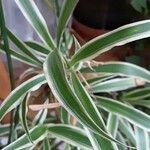 Chlorophytum comosum List