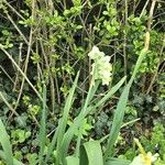 Narcissus tazetta Bloem