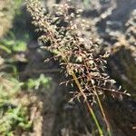 Sporobolus festivus Flower