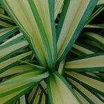 Pandanus tectorius Leaf