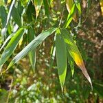 Phyllostachys aurea Blatt