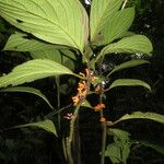 Besleria notabilis Lapas