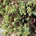 Euphorbia mesembryanthemifolia Облик