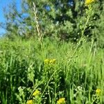 Neslia paniculata Habit