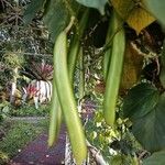 Cochliasanthus caracalla ഫലം