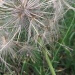 Tragopogon porrifolius Arall