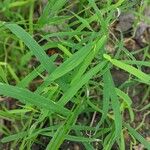 Leersia oryzoides Blatt