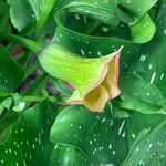 Zantedeschia albomaculata ശീലം