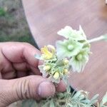 Berberis insignis Flower