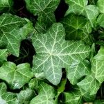 Hedera hibernica पत्ता