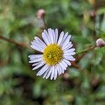 Erigeron karvinskianus Õis