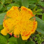 Hypericum monogynum