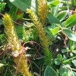 Selaginella selaginoides Flor