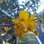 Sophora denudata Цвят