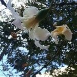 Ceiba chodatii Flower