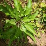 Parthenium integrifolium पत्ता