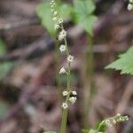 Mitella diphylla Hábitos