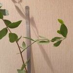 Simmondsia chinensis Φύλλο