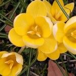 Crocus chrysanthus Fleur