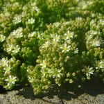 Polycarpon polycarpoides Libunga