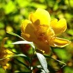 Hypericum × hidcoteense फूल