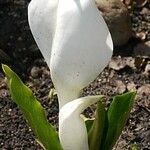 Lysichiton camtschatcensis Fleur