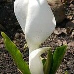 Lysichiton camtschatcensis Flors