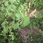 Waltheria indica برگ