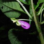 Impatiens niamniamensis Flower