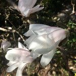 Magnolia stellata Lorea